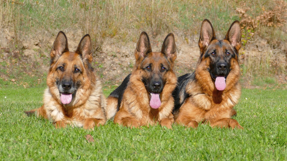 P1590189 trio faubenjpgstr
