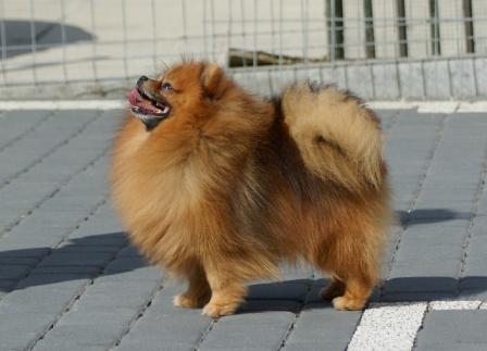Najki