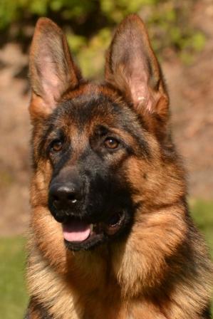 1233.JPG Ziva
